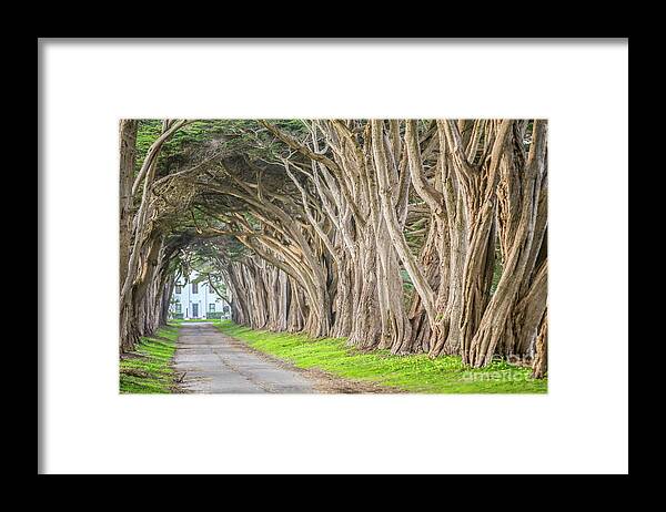 Tree Tunnel Framed Print featuring the photograph Point Reyes Tree Tunnel Road by Eddie Hernandez