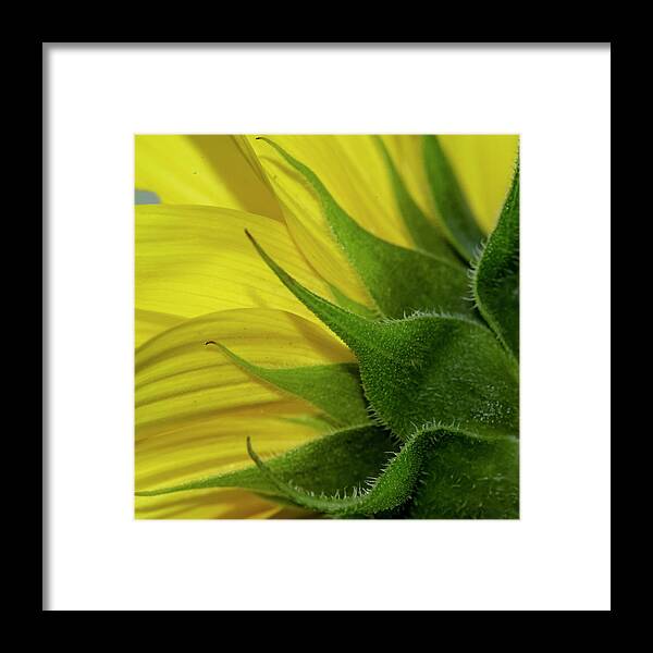 Yellow Framed Print featuring the photograph Pointed by Cathy Kovarik