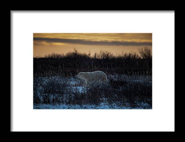 Bear Framed Print featuring the photograph Polar Bear at Dusk by Mark Hunter