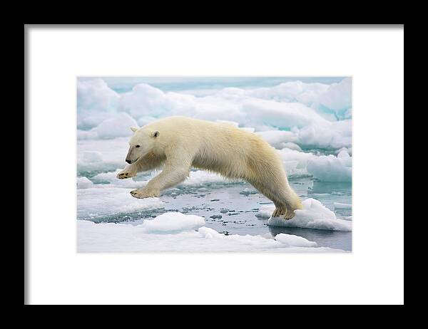 White Background Framed Print featuring the photograph Polar Bear Jumping In The Fast Ice by Arturo De Frias Photography