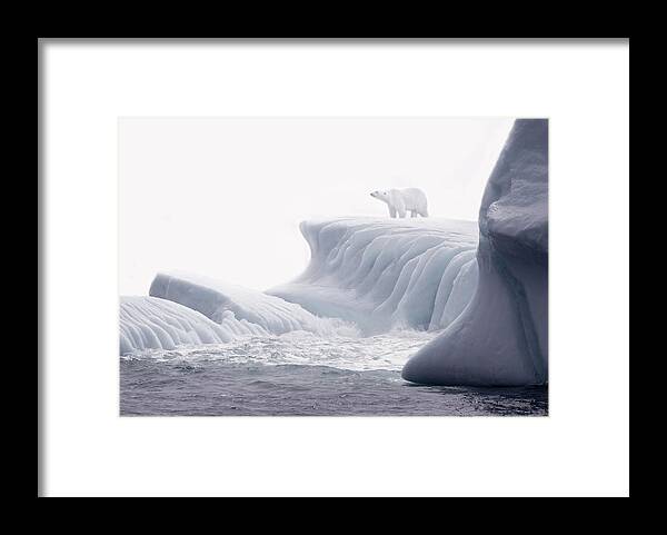 Scenics Framed Print featuring the photograph Polar Bear Standing On Ice Flow by Grant Faint