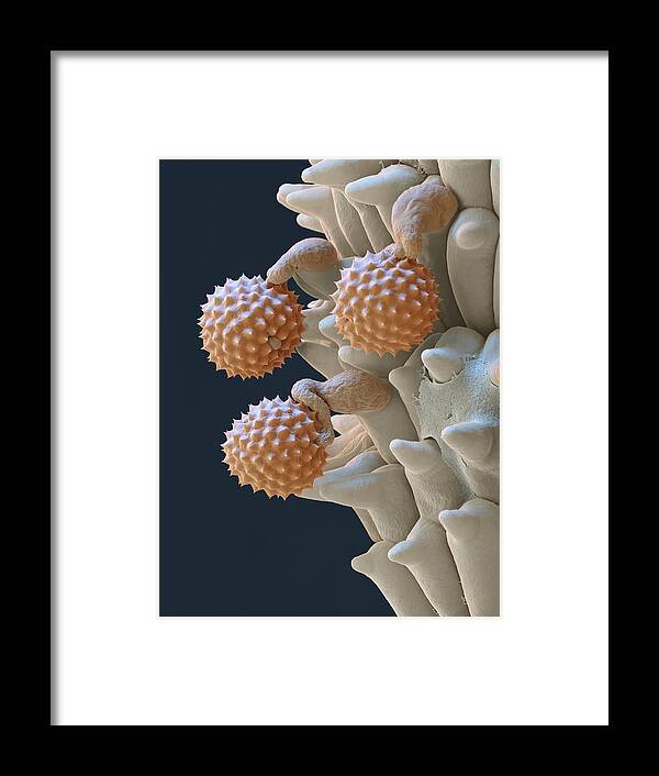 Ambrosia Framed Print featuring the photograph Pollen And Pollen Tubes, Sem by Oliver Meckes EYE OF SCIENCE
