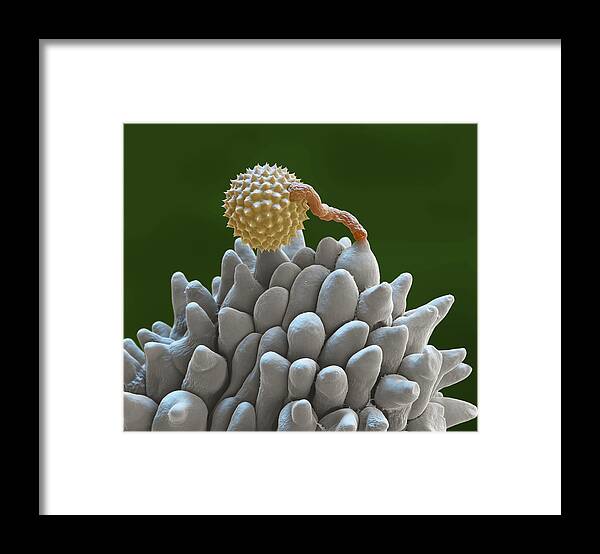 Ambrosia Framed Print featuring the photograph Pollen Grain Extending Pollen Tube, Sem by Oliver Meckes EYE OF SCIENCE