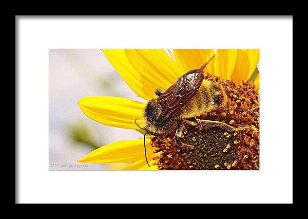 Sunflower Framed Print featuring the photograph Pollinator #2 by George Garcia