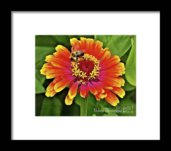 Flowers Framed Print featuring the photograph Pollinator by Richard Montemurro
