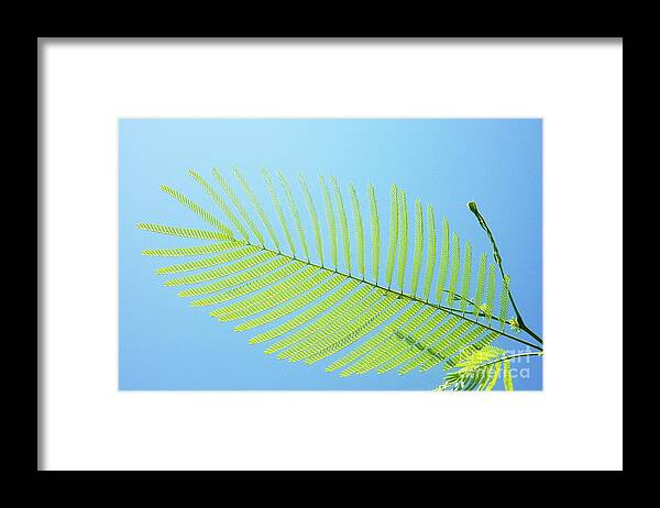 Pond Pine Framed Print featuring the photograph Pond Pine_1 by Pics By Tony