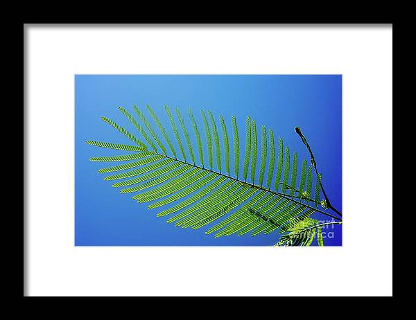 Pond Pine Framed Print featuring the photograph Pond Pine_2 by Pics By Tony