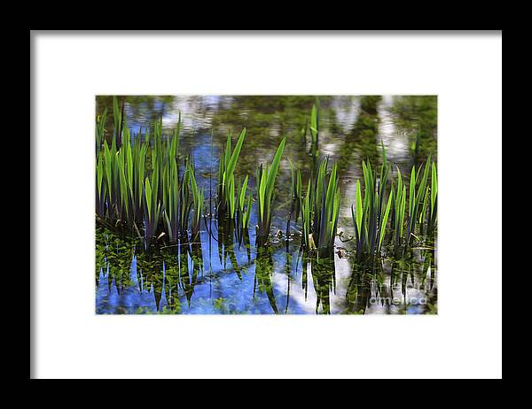 Pond Plants In Reflection Framed Print featuring the photograph Pond Plants in Reflection by Rachel Cohen