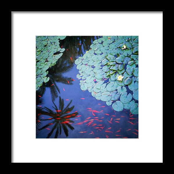 Pets Framed Print featuring the photograph Pond With Water Lilies Nymphaea And by Victoria Pearson