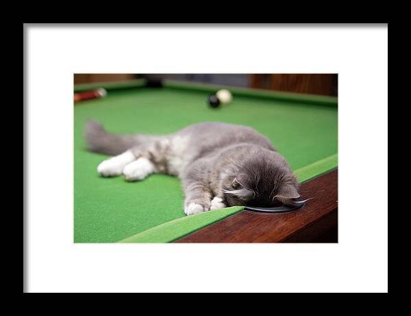 Kitten Framed Print featuring the photograph Pool Kitty by (c) Chris Gin