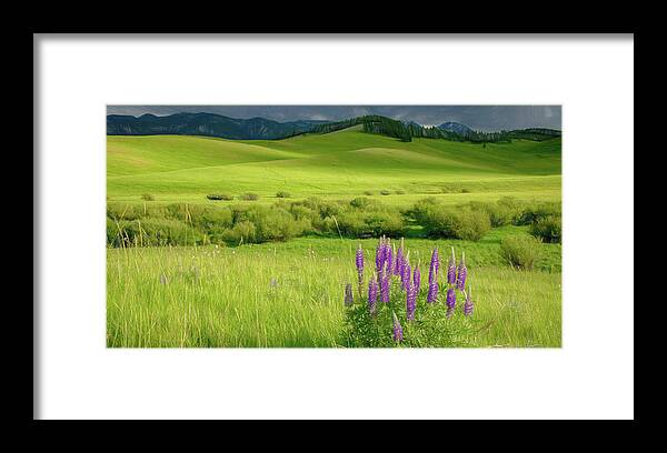 Lupines Framed Print featuring the photograph Pop of Purple by Marcy Wielfaert