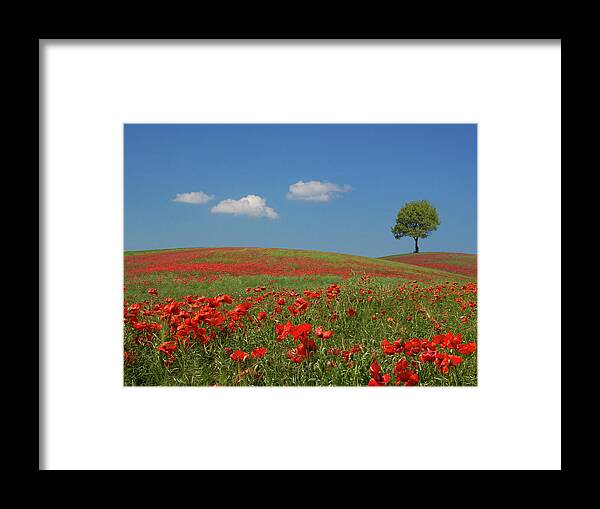 Tranquility Framed Print featuring the photograph Poppies & Tree by Www.galerie-ef.de