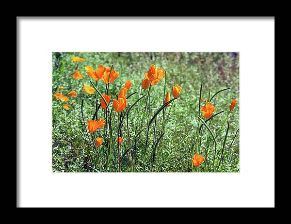 Wildflower Framed Print featuring the photograph Poppies 5776-031419 by Tam Ryan
