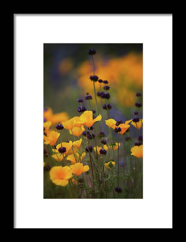 Wildflowers Framed Print featuring the photograph Poppies And Desert Chia by Saija Lehtonen