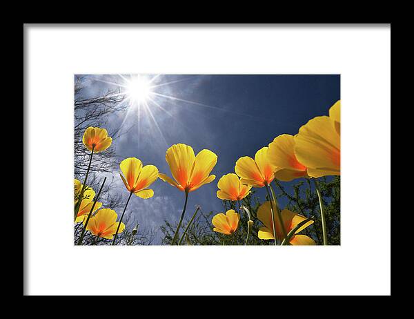 Poppies Framed Print featuring the photograph Poppies Enjoy the Sun by Chance Kafka