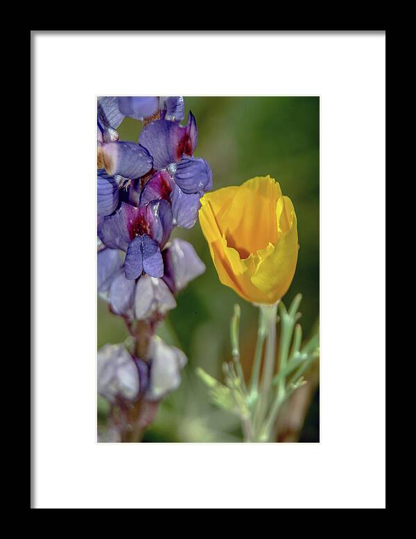 Poppy Framed Print featuring the photograph Poppy and Mountain Lupine 5615-030519 by Tam Ryan
