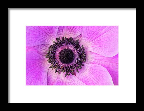 Flowers Framed Print featuring the photograph Poppy Anemone by Patty Colabuono