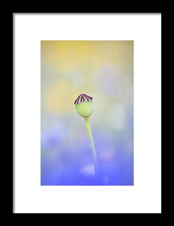 Flower Framed Print featuring the photograph Poppy seed head in a blue flower meadow by Anita Nicholson
