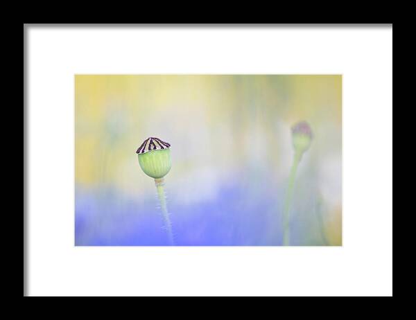 Flower Framed Print featuring the photograph Poppy seed head in a sea of blue by Anita Nicholson