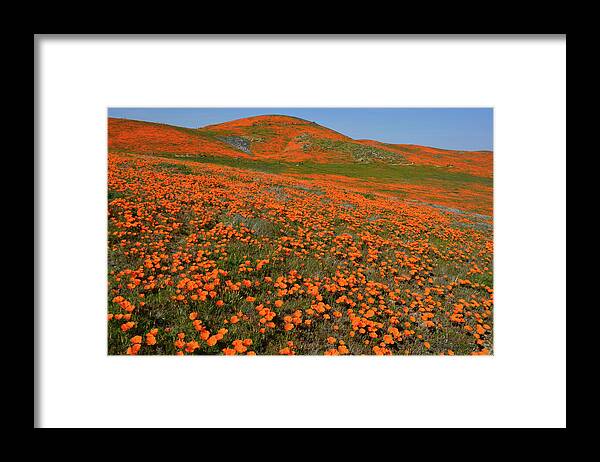 Wildflowers Framed Print featuring the photograph Poppy Superbloom 2019 by Brian Tada