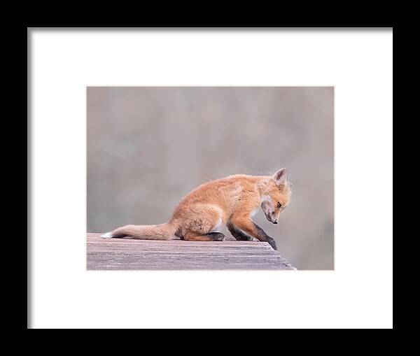 Fox Framed Print featuring the photograph Porch Fox by Jon W Wallach