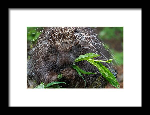 Kroschel Wildlife Refuge Framed Print featuring the photograph Porcupine Eating by Ed Esposito
