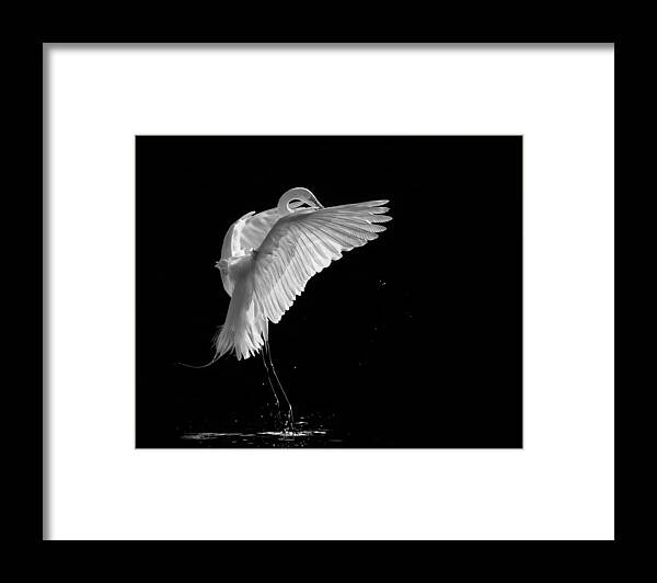 Egret Framed Print featuring the photograph Portrait Of A Great White Egret by Kevin Wang