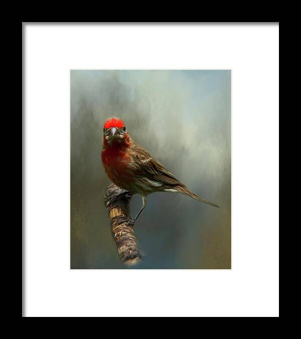 Avian Framed Print featuring the photograph Portrait of a House Finch by Cathy Kovarik