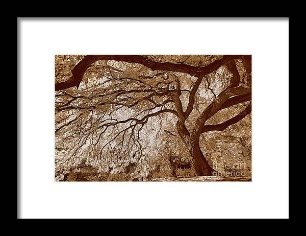 Top Artist Framed Print featuring the photograph Portrait of a Tree in Infrared by Norman Gabitzsch