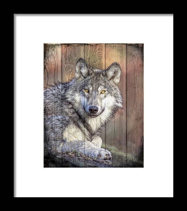 Animals Framed Print featuring the photograph Portrait of a Wolf by Debra and Dave Vanderlaan