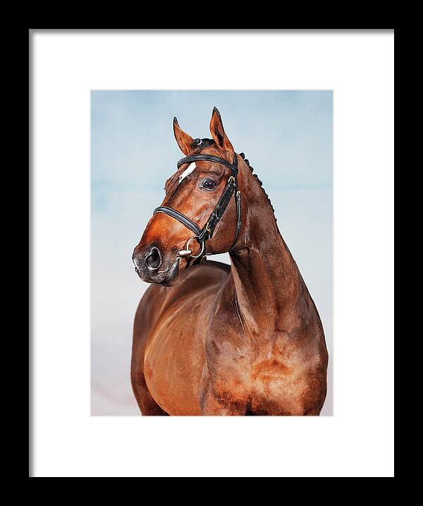 Horse Framed Print featuring the photograph Portrait Of An Old Thoroughbred Horse by Somogyvari