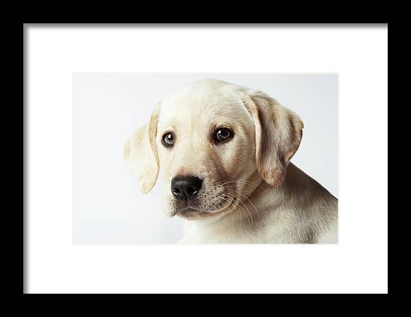 White Background Framed Print featuring the photograph Portrait Of Blond Labrador Retriever by Uwe Krejci
