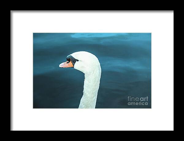 Alster Framed Print featuring the photograph Portrait of majestic swan by Marina Usmanskaya