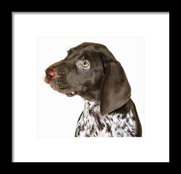 Pets Framed Print featuring the photograph Portrait Of Puppy by Gandee Vasan