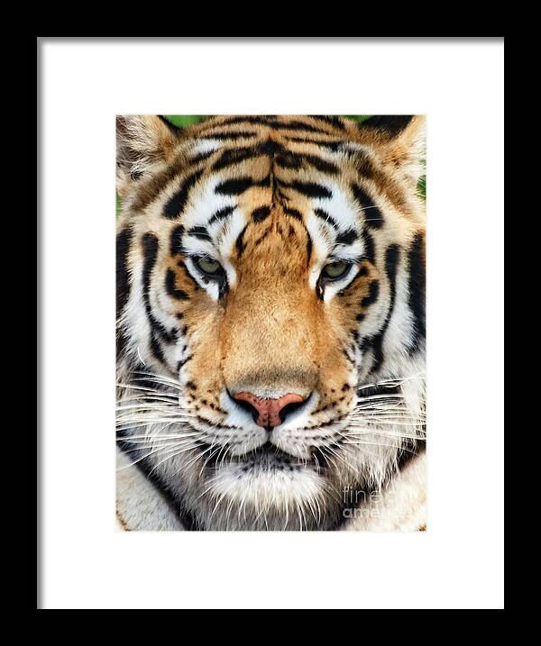 Adjusting Framed Print featuring the photograph Portrait Of Tiger by Shene