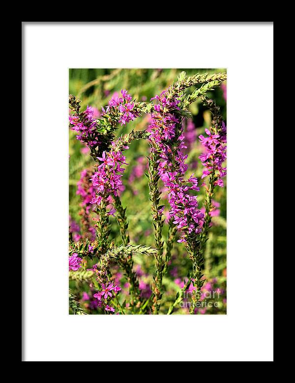 Delphinium Framed Print featuring the photograph Potomac Summer No.1 by Steve Ember