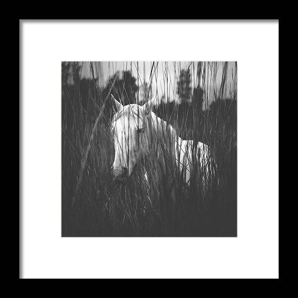 Grass Framed Print featuring the photograph Potro Blanco En Negro by By Ibai Acevedo