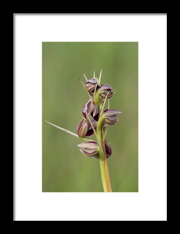 Orchid Framed Print featuring the photograph Potts' Plume Orchid by Paul Rebmann