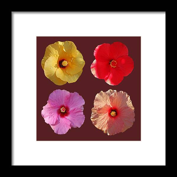 Hibiscus Blooms Framed Print featuring the photograph Power Flower by Charles Stuart