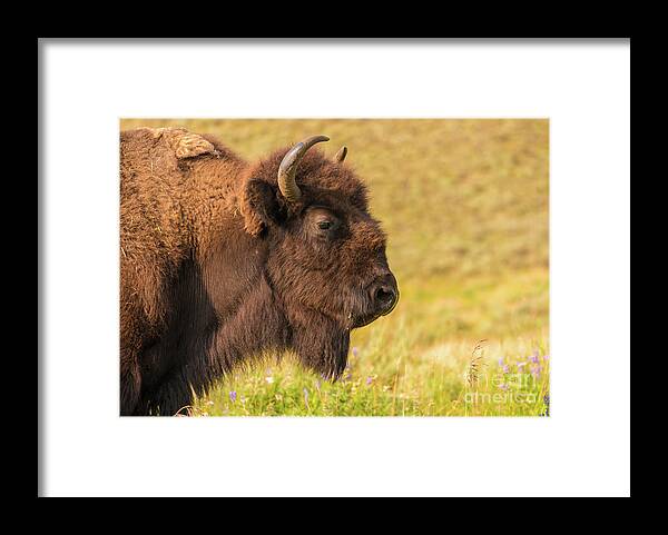 Wild Framed Print featuring the photograph Power Head by Dheeraj Mutha