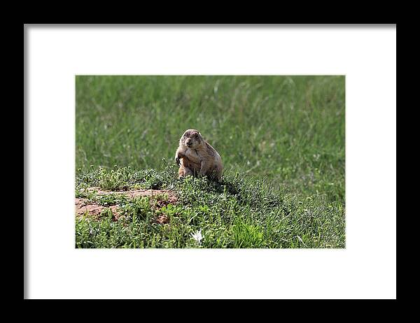 Prairie Dog Framed Print featuring the photograph Prairie Dog football stance by Doolittle Photography and Art