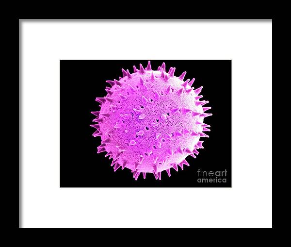 Horizontal Framed Print featuring the photograph Prairie Hollyhock Pollen. Sem by Science Stock Photography/science Photo Library