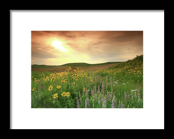 Scenics Framed Print featuring the photograph Prairie Wildflowers On The Great Plains by Imaginegolf