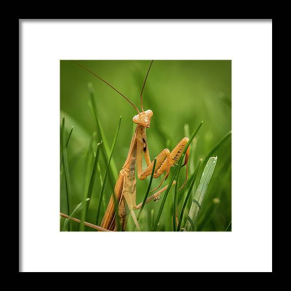 Alien Framed Print featuring the photograph Praying Mantis by Mark Mille