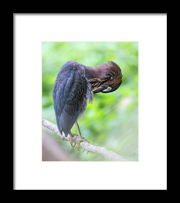 Heron Framed Print featuring the photograph Preening by Alan Raasch