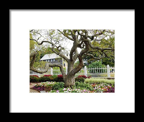 Tree Framed Print featuring the photograph - Prescott Tree with House by THERESA Nye