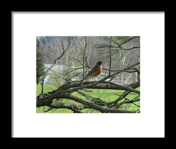 Robin Framed Print featuring the photograph Pretty as a Rbon by Marie Neder