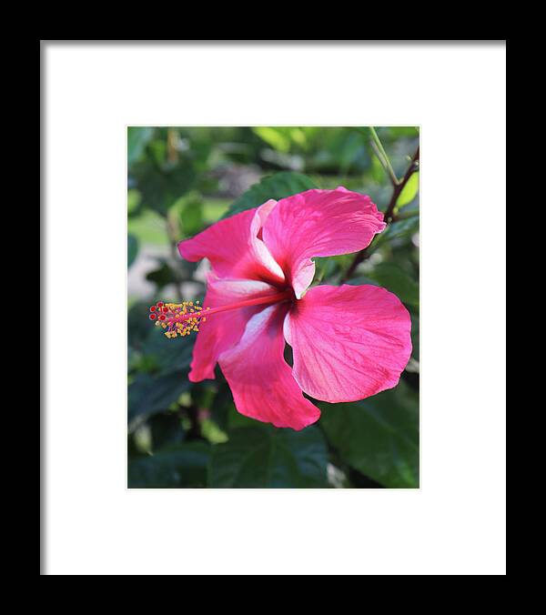 Hibiscus Framed Print featuring the photograph Pretty in Pink by Christine Chin-Fook