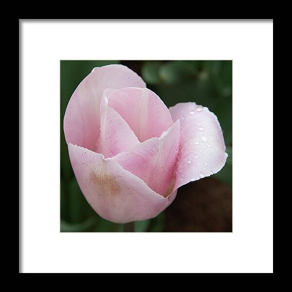 Flower Framed Print featuring the photograph Pretty in Pink by Masami IIDA