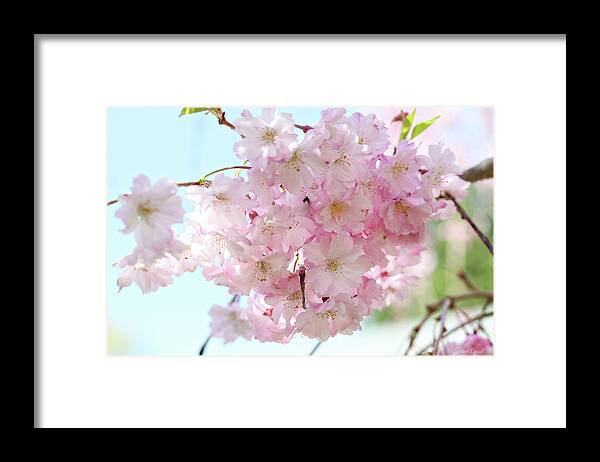 Flowers Framed Print featuring the photograph Pretty Pink Blossoms by Trina Ansel